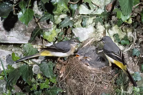 Grey Wagtail - pair at nest with young