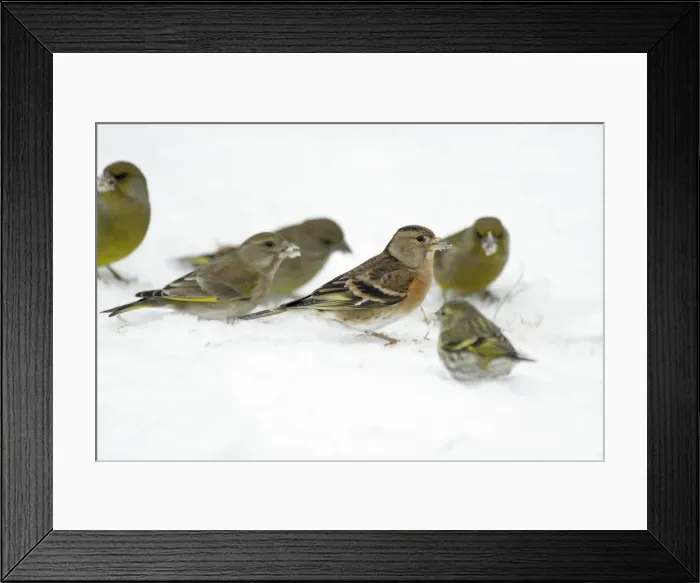Framed Print : Brambling - and Greenfinches - searching for food in garden on winter snow - Germany Framed Print : Brambling - and Greenfinches - searching for food in garden on winter snow - Germany