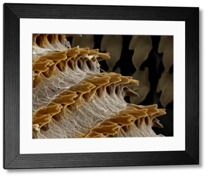 Framed Print : Scanning Electron Micrograph (SEM): Radula (feeding organ) of a Garden Snail - Magnification x 2, 000 (if printed A4, 29. 7 cm wide)