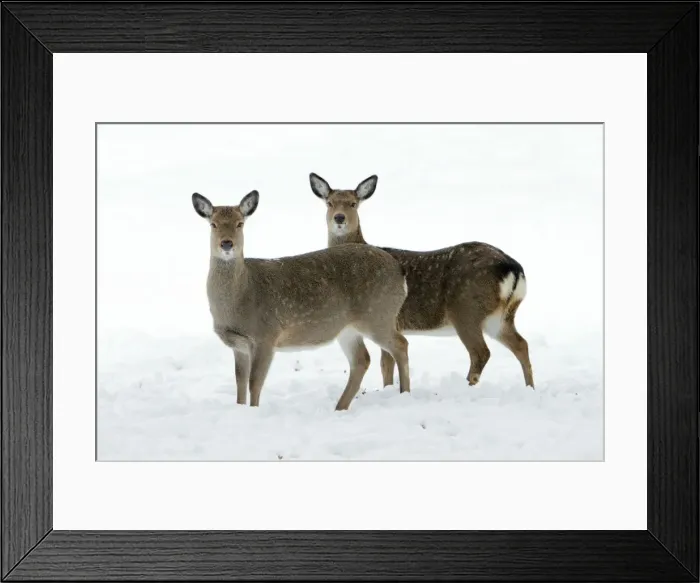 Framed Print : Dybowski's / Sika Deer - two does alert on snow covered field in winter - range East Asia Framed Print : Dybowski's / Sika Deer - two does alert on snow covered field in winter - range East Asia