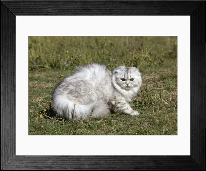 Framed Print : Scottish / Highland Fold Cat Framed Print : Scottish / Highland Fold Cat
