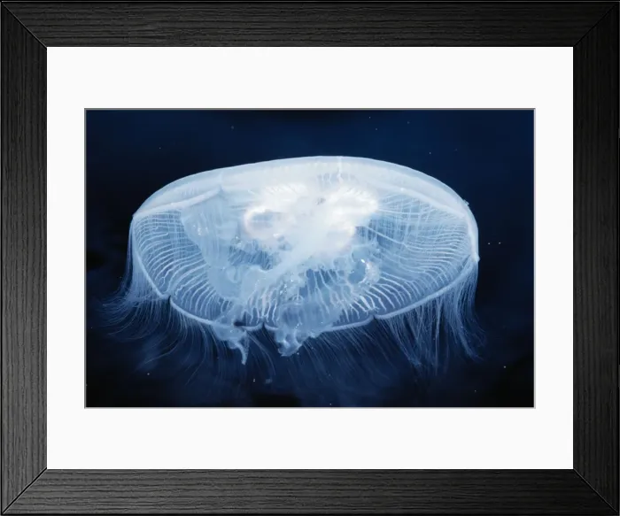 Framed Print : Moon / Common Jellyfish Distribution: Worldwide temperate Seas Framed Print : Moon / Common Jellyfish Distribution: Worldwide temperate Seas