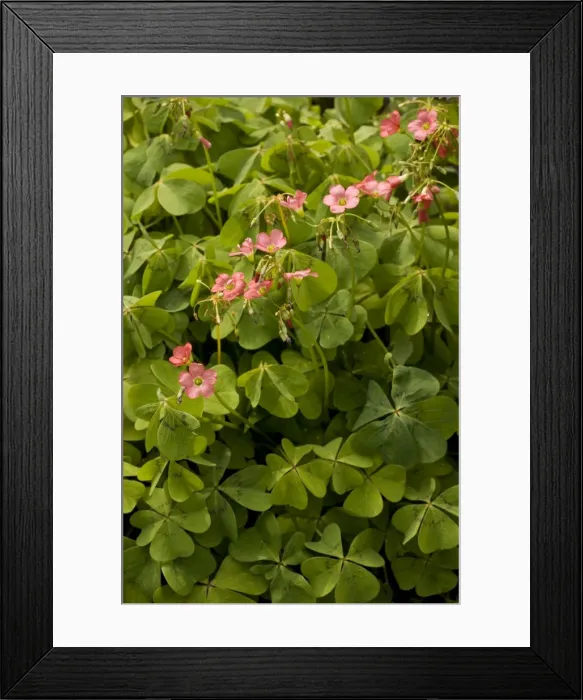 Framed Print : Mexican wood-sorrel, or shamrock (Oxalis tetraphylla). A good luck plant. Mexico, and gardens Framed Print : Mexican wood-sorrel, or shamrock (Oxalis tetraphylla). A good luck plant. Mexico, and gardens