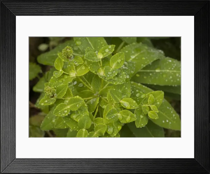Framed Print : Irish spurge (Euphorbia hyberna). Rare in SW England and Eire Framed Print : Irish spurge (Euphorbia hyberna). Rare in SW England and Eire