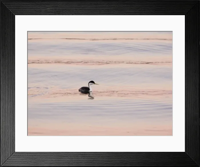 Framed Print : Western Grebe - evening light - California, United States Framed Print : Western Grebe - evening light - California, United States