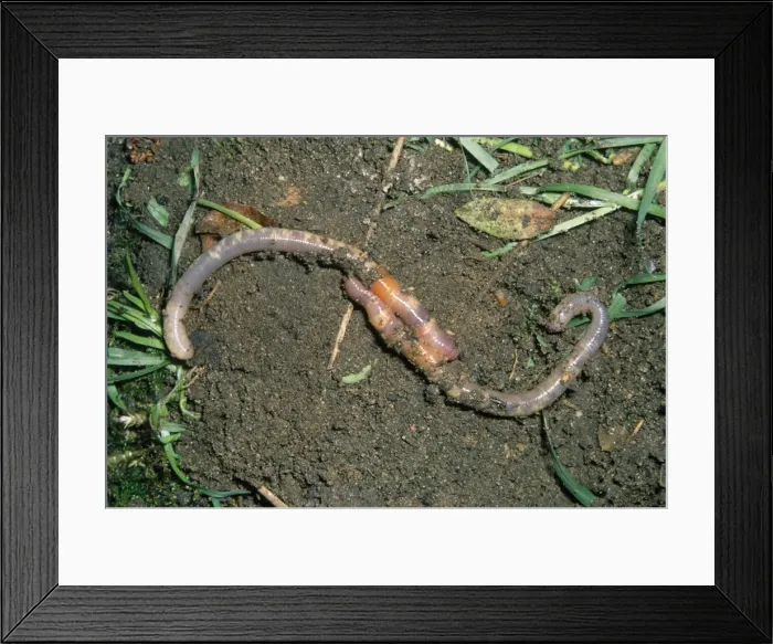 Framed Print : Earthworms - mating Framed Print : Earthworms - mating