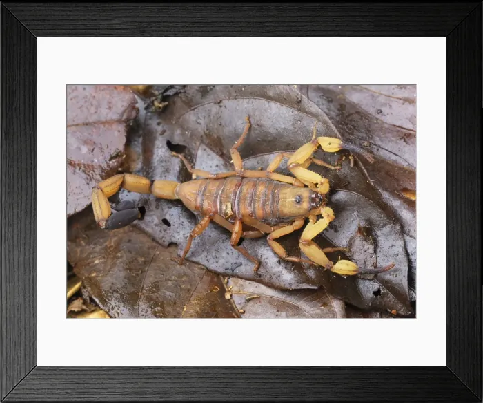 Framed Print : Scorpion Costa Rica Framed Print : Scorpion Costa Rica