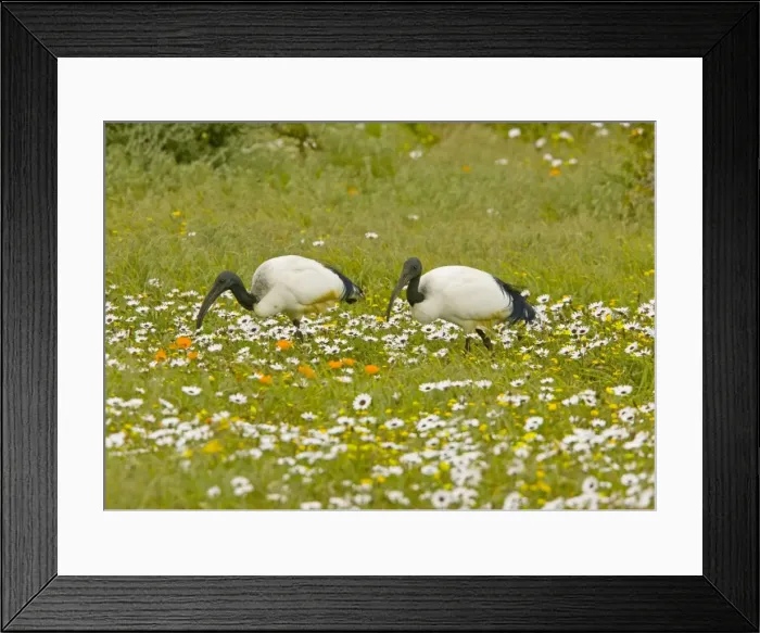 Framed Print : African Sacred Ibis - pair feeding in flowery pasture at Postberg, West Coast National Partk, South Africa Framed Print : African Sacred Ibis - pair feeding in flowery pasture at Postberg, West Coast National Partk, South Africa