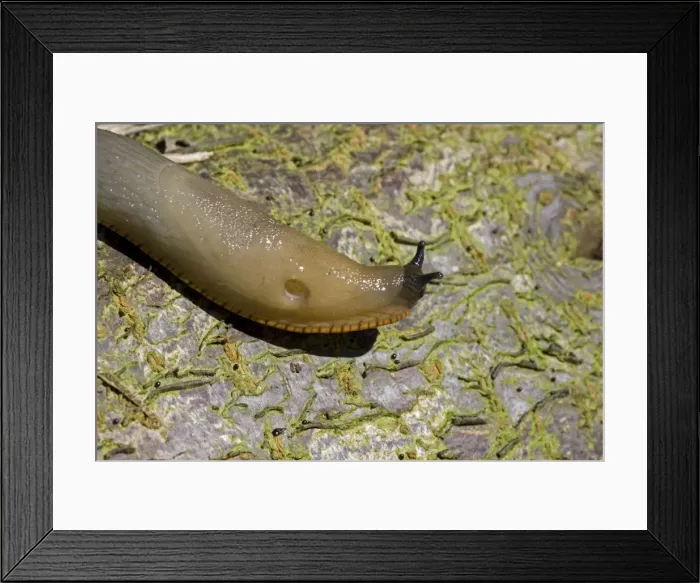 Framed Print : Orange variety of the large black slug Arion ater agg crawling on log with pneumostome or breathing hole clearly visible Cotswolds UK