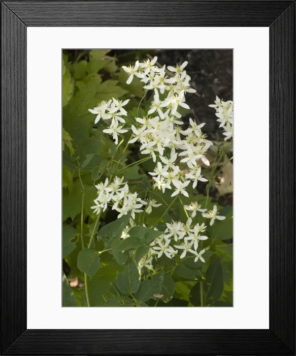 Framed Print : A Traveller's joy (Clematis recta). East Europe Framed Print : A Traveller's joy (Clematis recta). East Europe