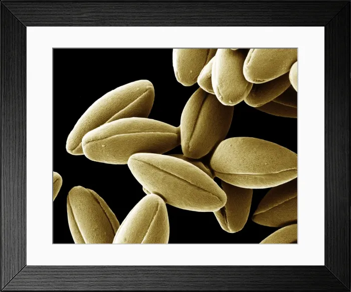 Framed Print : Scanning Electron Micrograph (SEM); Pollen of Speedwell, Magnification x 2, 500 (A4 size: 29. 7 cm width) Framed Print : Scanning Electron Micrograph (SEM); Pollen of Speedwell, Magnification x 2, 500 (A4 size: 29. 7 cm width)