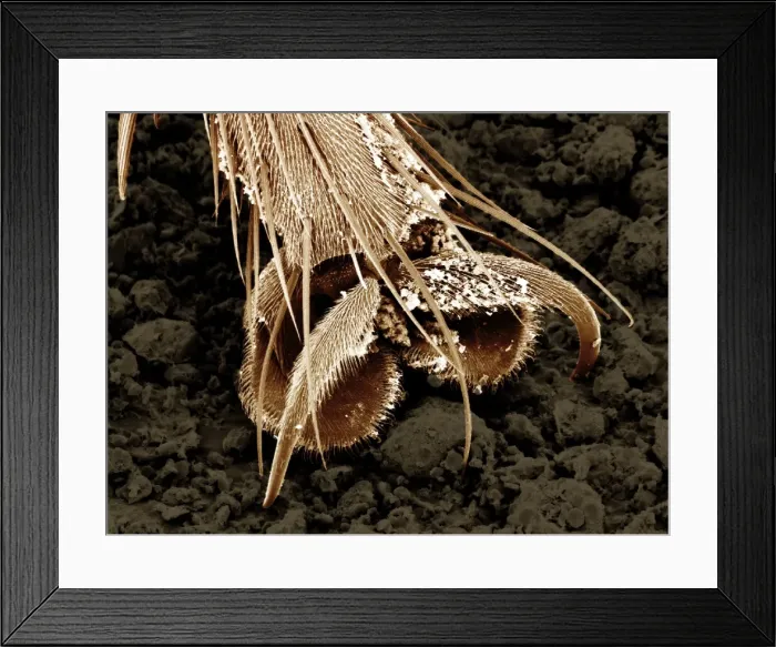 Framed Print : Scanning Electron Micrograph (SEM): A foot of a House Fly - Magnification unknown Framed Print : Scanning Electron Micrograph (SEM): A foot of a House Fly - Magnification unknown
