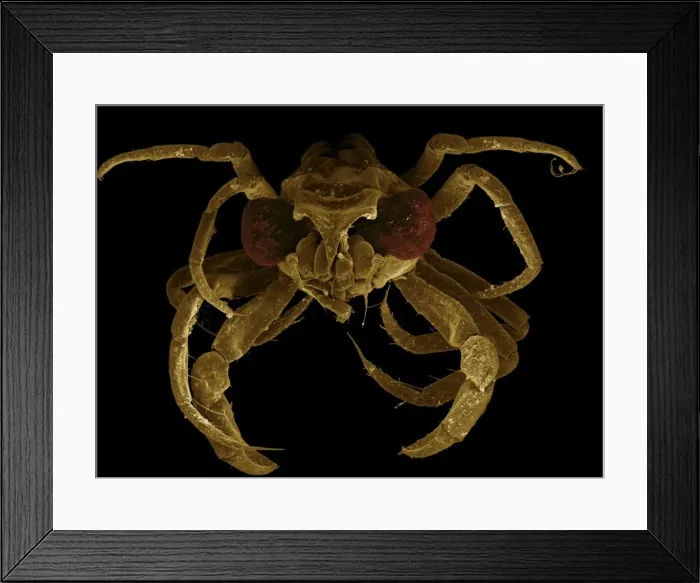 Framed Print : Scanning Electron Micrograph (SEM): Megalop; Magnification x 90 (when printed A4, 29. 7 cm wide) Framed Print : Scanning Electron Micrograph (SEM): Megalop; Magnification x 90 (when printed A4, 29. 7 cm wide)