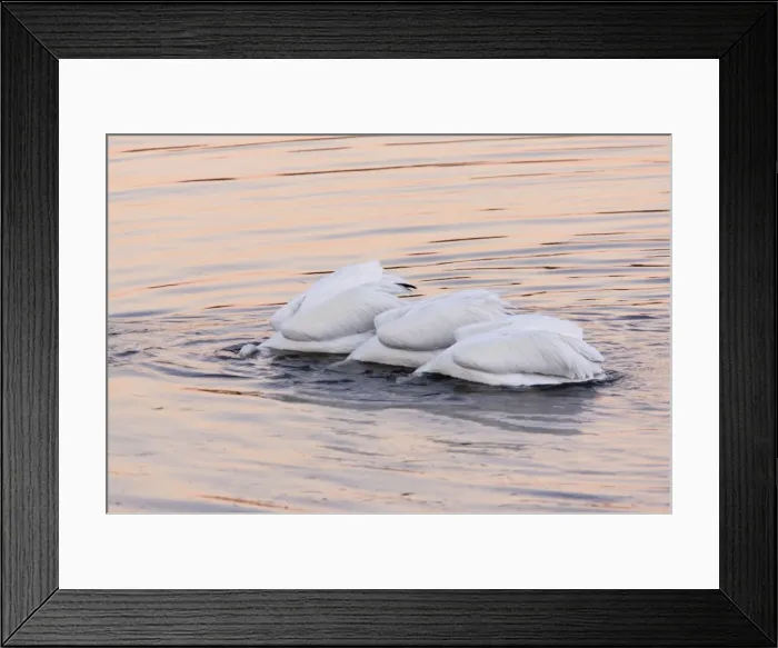 Framed Print : American White Pelicans - feeding collectively at sunset; Bodega Bay, California, United States Framed Print : American White Pelicans - feeding collectively at sunset; Bodega Bay, California, United States