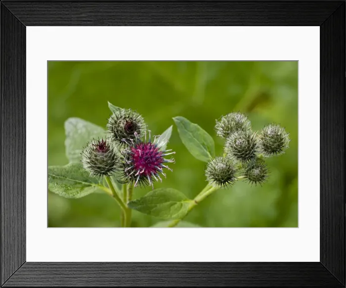 Framed Print : A downy burdock (Arctium tomentosum). C. Europe Framed Print : A downy burdock (Arctium tomentosum). C. Europe
