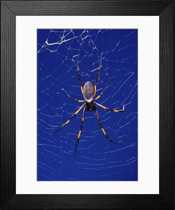 Framed Print : Golden Orb-web Spider Framed Print : Golden Orb-web Spider