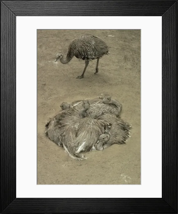 Framed Print : Darwin's / Lesser Rhea - Group resting in nest Framed Print : Darwin's / Lesser Rhea - Group resting in nest