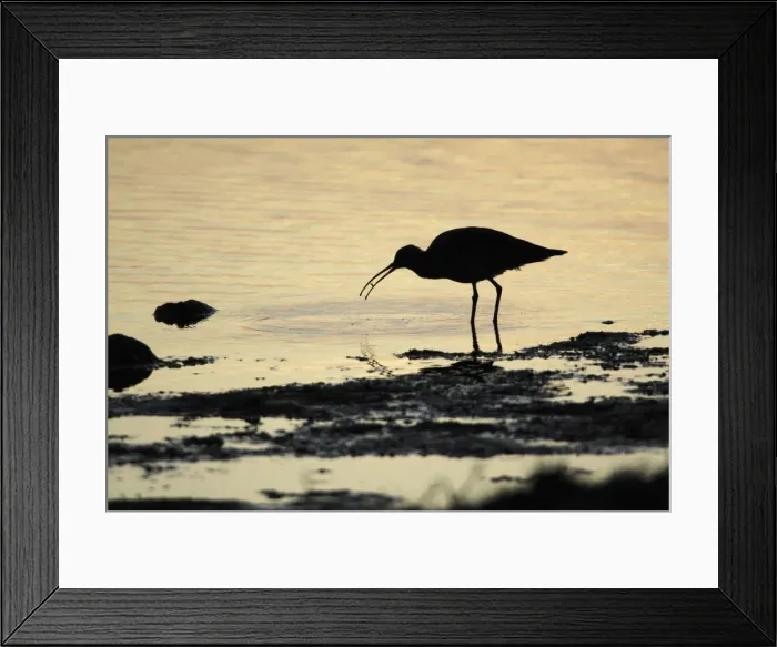Framed Print : Curlew - feeding on shore at sunset - Island of Texel - Holland Framed Print : Curlew - feeding on shore at sunset - Island of Texel - Holland