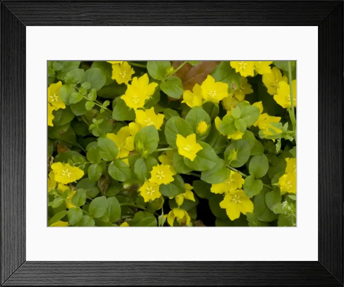 Framed Print : Creeping jenny (Lysimachia nummularia); widespread old woodland plant in UK Framed Print : Creeping jenny (Lysimachia nummularia); widespread old woodland plant in UK