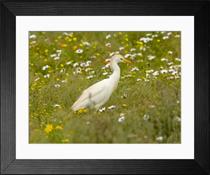 Framed Print : Cattle Egret - feeding in flowery pasture, Postberg, West Coast National Park; South Africa Framed Print : Cattle Egret - feeding in flowery pasture, Postberg, West Coast National Park; South Africa