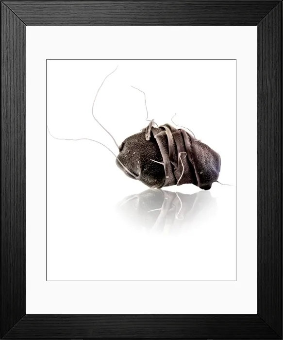Framed Print : Scanning Electron Micrograph (SEM): Tardigrade or ‘Water Bear, Magnification x 800 (A4 size: 29. 7 cm width) Framed Print : Scanning Electron Micrograph (SEM): Tardigrade or ‘Water Bear, Magnification x 800 (A4 size: 29. 7 cm width)