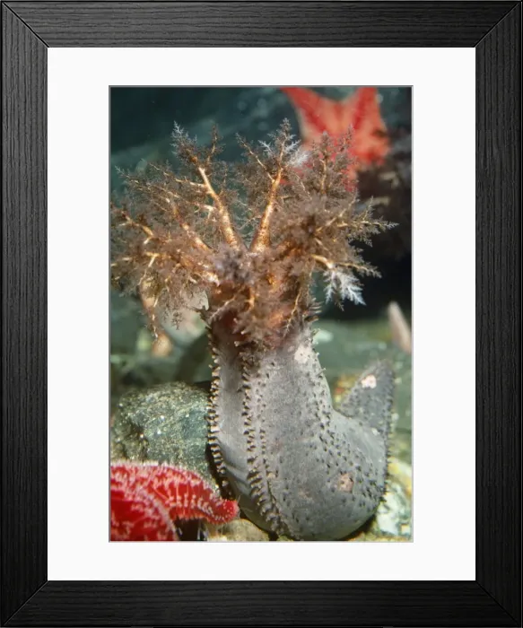 Framed Print : Sea Cucumber North Atlantic Framed Print : Sea Cucumber North Atlantic