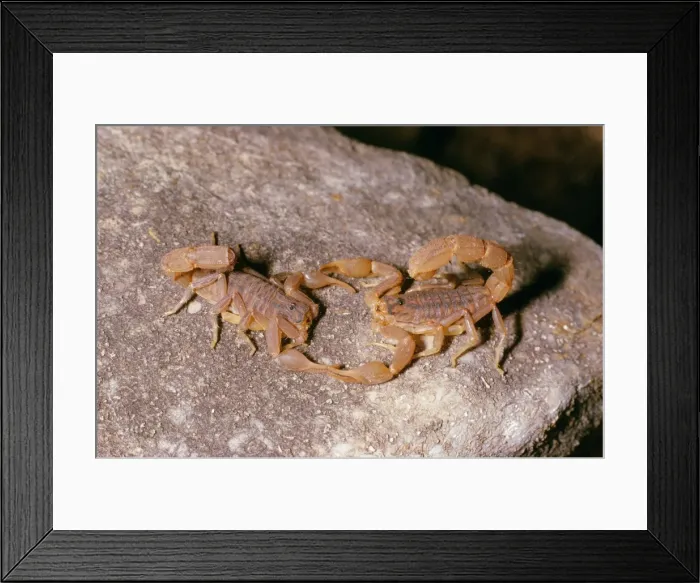 Framed Print : Scorpions - mating dance Framed Print : Scorpions - mating dance