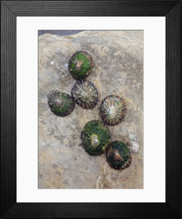 Framed Print : Common Limpets and Common Rock Barnacles (Balanus balanoides) - on seashore rock, Northumberland, England Framed Print : Common Limpets and Common Rock Barnacles (Balanus balanoides) - on seashore rock, Northumberland, England