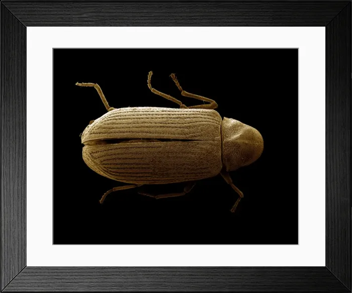 Framed Print : Scanning Electron Micrograph (SEM): Common Furniture Beetle - Magnification x 60 (if print A4 size: 29. 7 cm wide) Framed Print : Scanning Electron Micrograph (SEM): Common Furniture Beetle - Magnification x 60 (if print A4 size: 29. 7 cm wide)