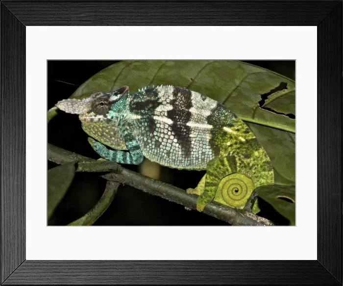Framed Print : Fisher two-horned Chameleon - male - Nguru South Mts. - Tanzania - Africa Framed Print : Fisher two-horned Chameleon - male - Nguru South Mts. - Tanzania - Africa