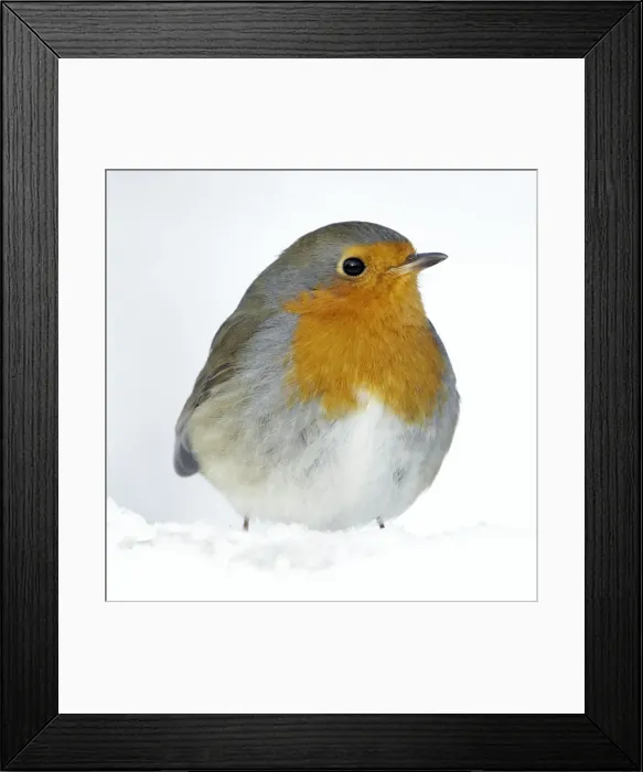 Framed Print : Robin - in snow - Lower Saxony - Germany Framed Print : Robin - in snow - Lower Saxony - Germany