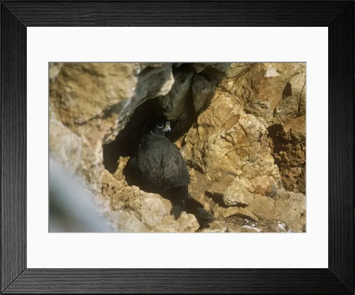 Framed Print : Dark Morph Eleonora's Falcon - incubating eggs Framed Print : Dark Morph Eleonora's Falcon - incubating eggs