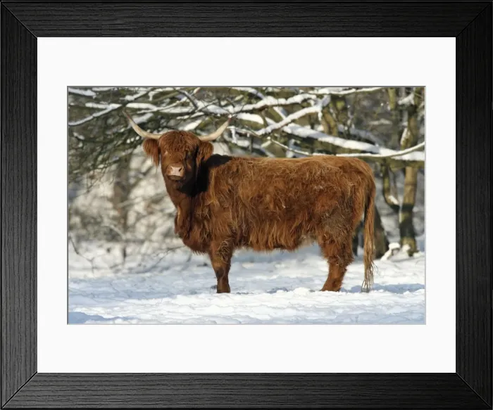 Framed Print : Scottish Highland Cow - in snow, Lower Saxony, Germany Framed Print : Scottish Highland Cow - in snow, Lower Saxony, Germany