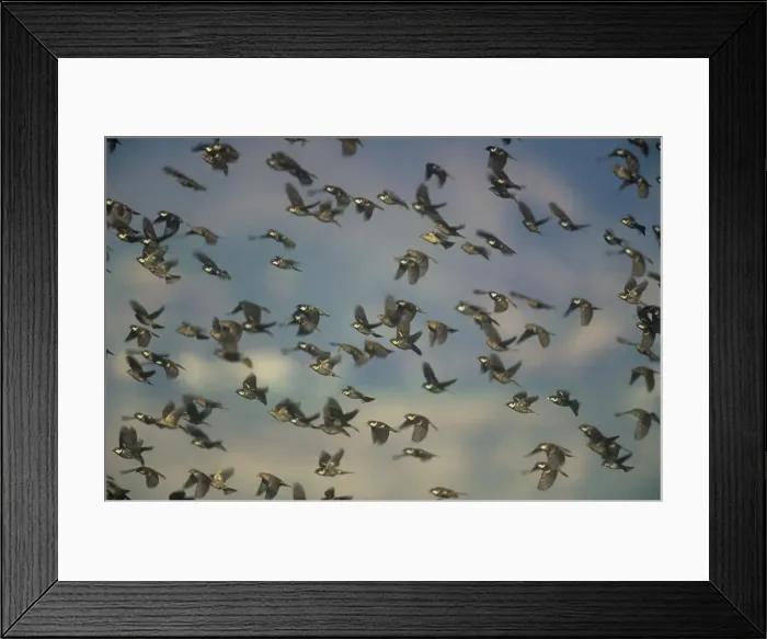 Framed Print : Spanish Sparrow - cflock in flight Framed Print : Spanish Sparrow - cflock in flight
