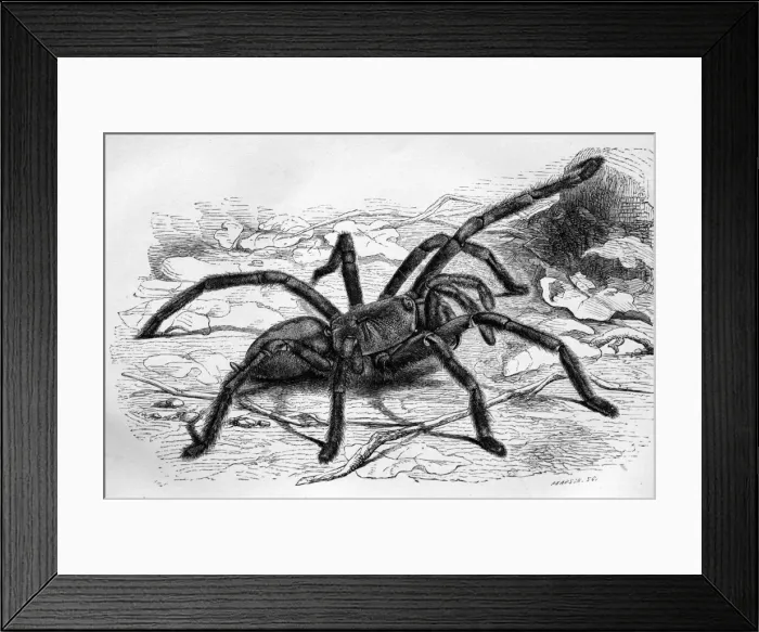 Framed Print : Black & White Illustration: Spider Framed Print : Black & White Illustration: Spider