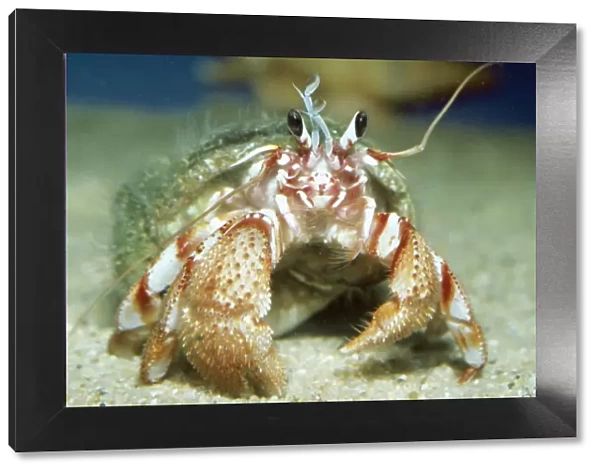 Hermit Crab PM 6492 Pacific Paguristes sp. © P. Morris  /  ARDEA LONDON