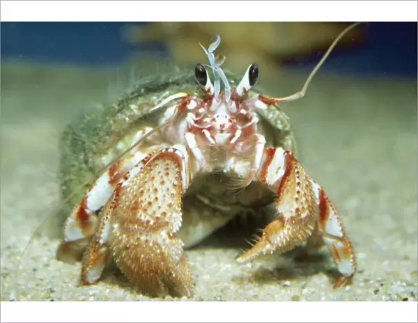 Hermit Crab PM 6492 Pacific Paguristes sp. © P. Morris  /  ARDEA LONDON