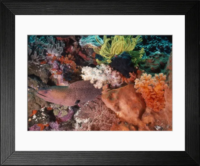 Framed Print : Moray Eel Indo Pacific, Indonesia Framed Print : Moray Eel Indo Pacific, Indonesia