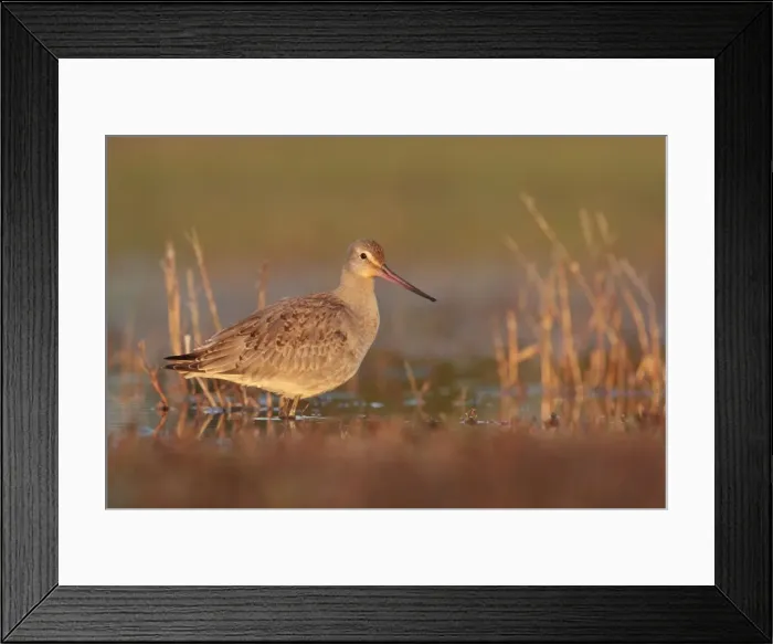 Framed Print : Hudsonian Godwit - first winter Non-breeding plumage - November in CT. USA Framed Print : Hudsonian Godwit - first winter Non-breeding plumage - November in CT. USA