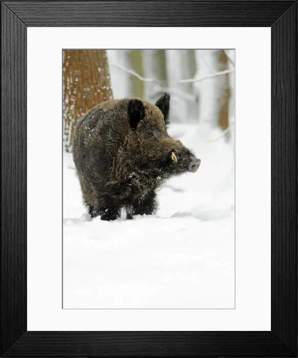 Framed Print : Wild Pig - boar in snow covered forest - Hessen - Germany Framed Print : Wild Pig - boar in snow covered forest - Hessen - Germany