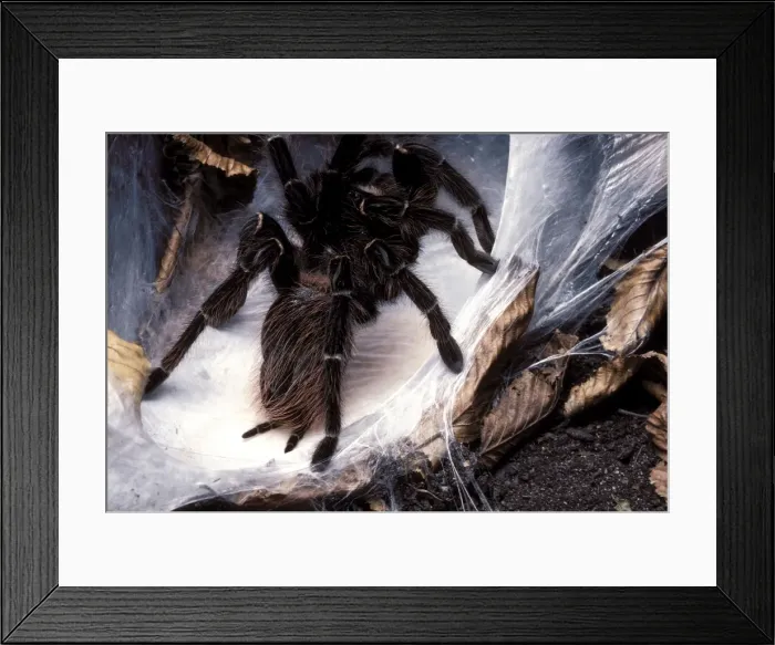 Framed Print : Brazilian Salmon Pink Tarantula- with its eggs in a silk cocoon Framed Print : Brazilian Salmon Pink Tarantula- with its eggs in a silk cocoon