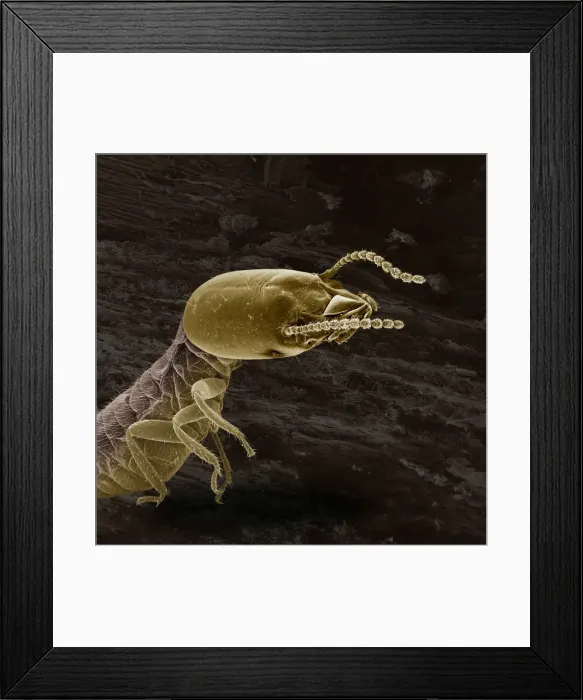Framed Print : Scanning Electron Micrograph (SEM): Termite (worker), ; Magnification x 65 (if print A4 size: 29. 7 cm wide) Framed Print : Scanning Electron Micrograph (SEM): Termite (worker), ; Magnification x 65 (if print A4 size: 29. 7 cm wide)