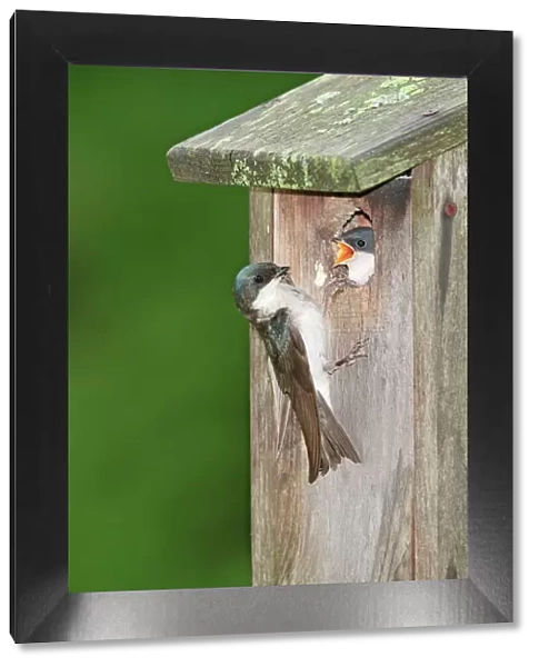 Tree Swallow - adult feeding young at nest box - June - CT - USA