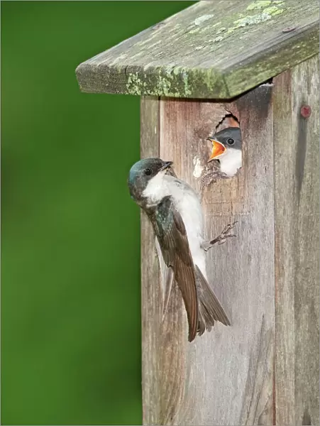 Tree Swallow - adult feeding young at nest box - June - CT - USA