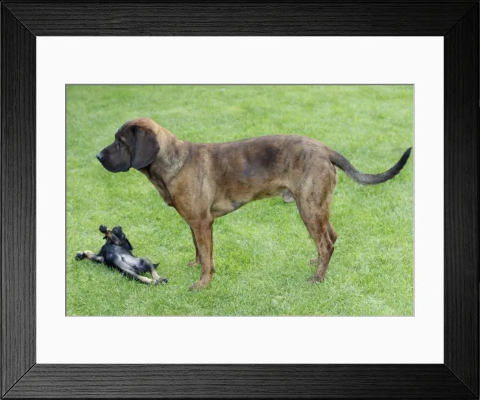 Framed Print : Hanover Hound and Westfalen Terrier Puppy, two hunting dogs playing on garden lawn, Germany