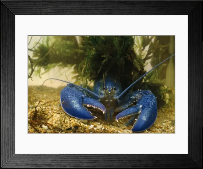 Framed Print : American Lobster
