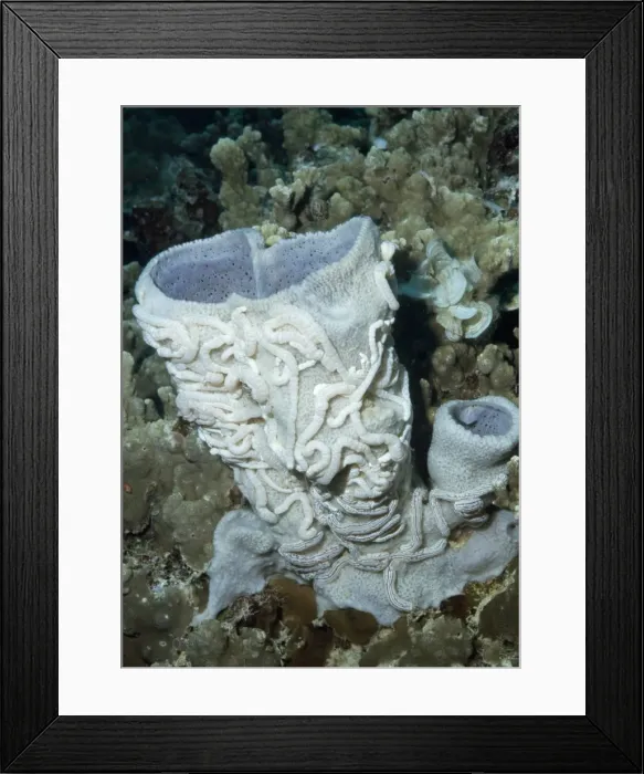 Framed Print : Synaptula on Vase Sponge Palau Island Framed Print : Synaptula on Vase Sponge Palau Island