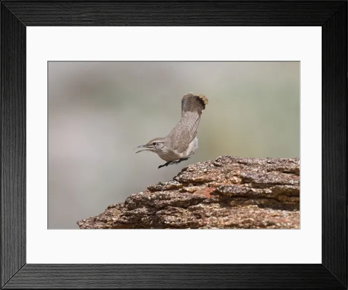 Framed Print : Rock Wren - in flight - January - Anza Borrego Desert - California - USA Framed Print : Rock Wren - in flight - January - Anza Borrego Desert - California - USA
