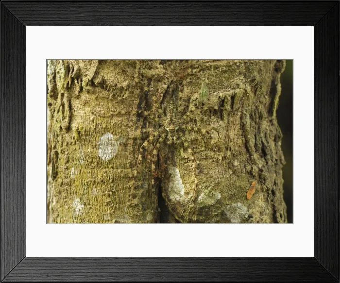 Framed Print : Lichen Spider - camouflaged on bark Erawan Nationalpark, Thailand Framed Print : Lichen Spider - camouflaged on bark Erawan Nationalpark, Thailand