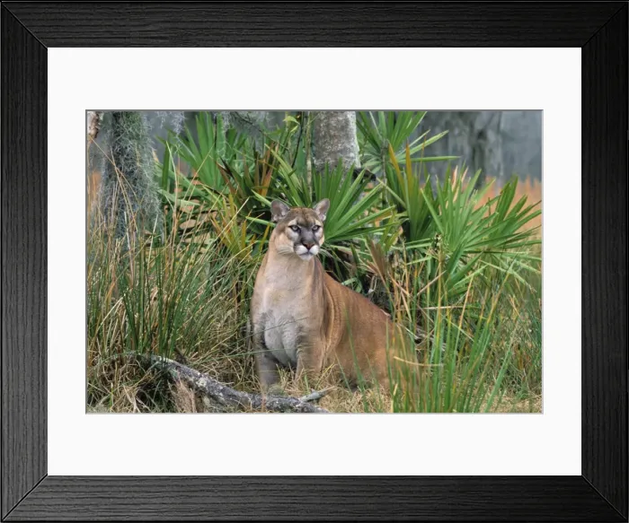 Framed Print : Florida Cougar  /  Mountain Lion  /  Puma. Florida - USA. endangered species. Also known as the Florida Panther. MR294